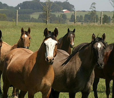 cavalo crioulo